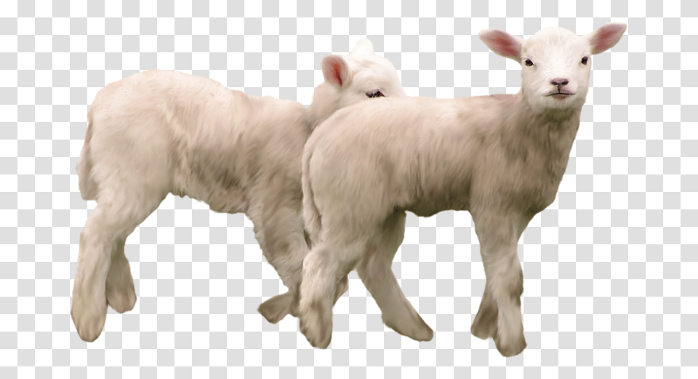 Goat Download Image With Background Kozi, Sheep, Mammal, Animal, Bird Transparent Png