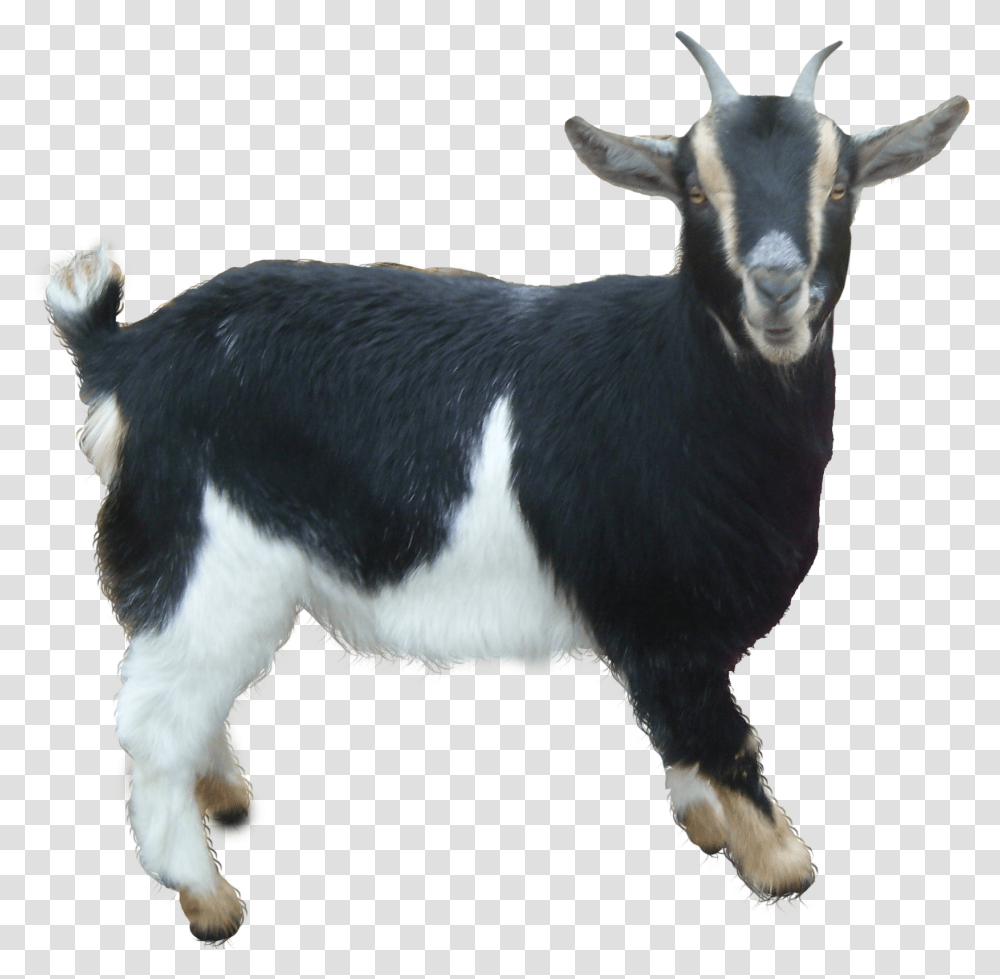 Goat Free Goat, Mammal, Animal, Dog, Pet Transparent Png