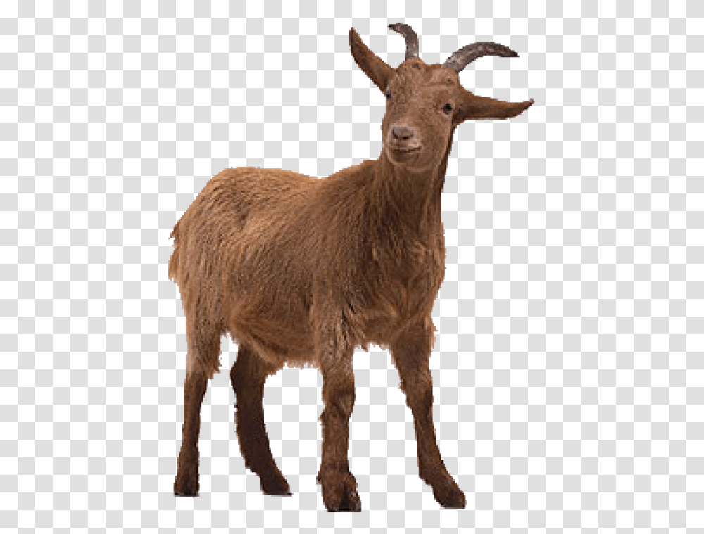 Goat Free Image Goat On Background, Mammal, Animal, Mountain Goat, Wildlife Transparent Png