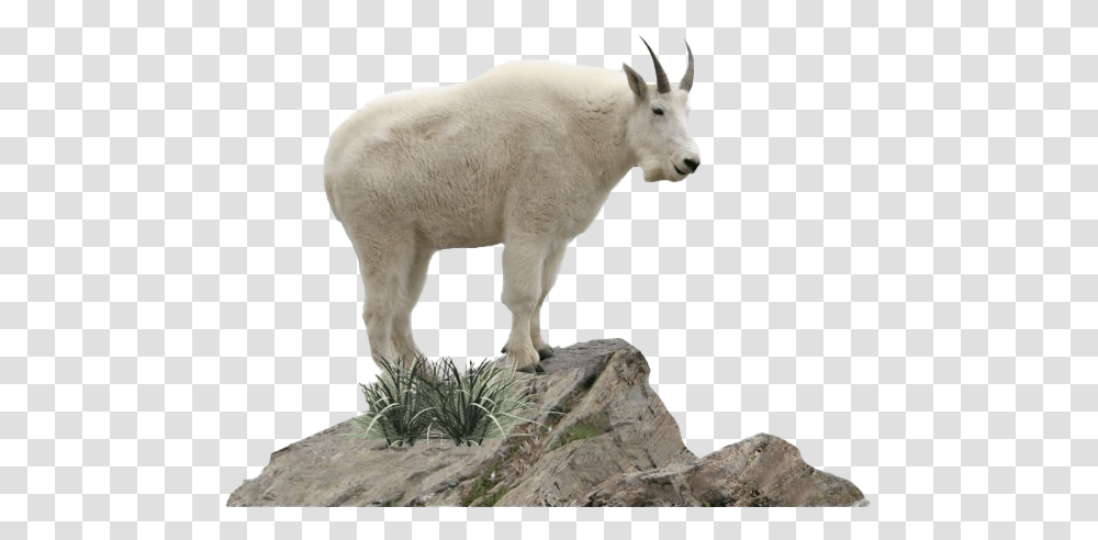 Goat Free Mountain Goat Background, Wildlife, Animal, Mammal, Pig Transparent Png