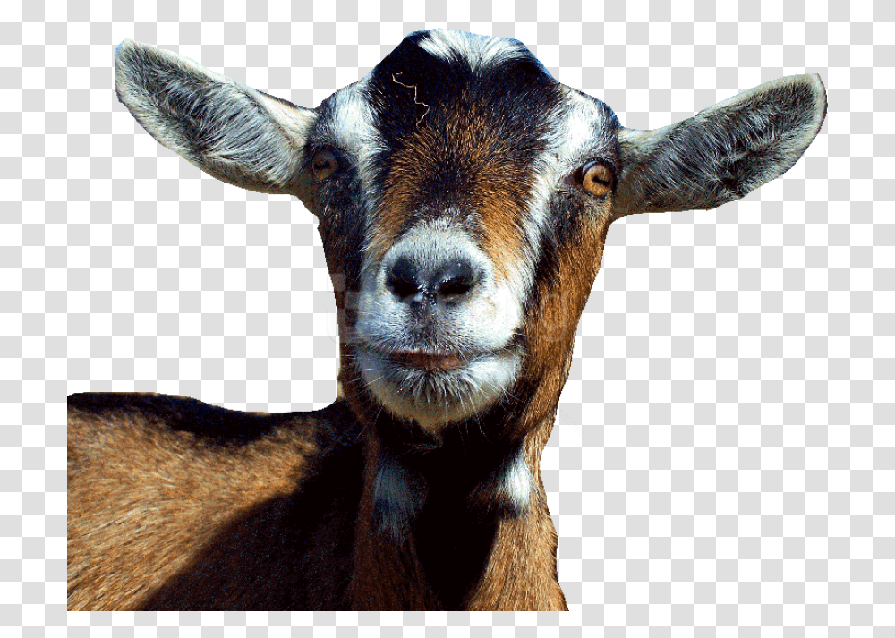 Goat Free S Images Background Goat Head, Mammal, Animal, Cow, Cattle Transparent Png