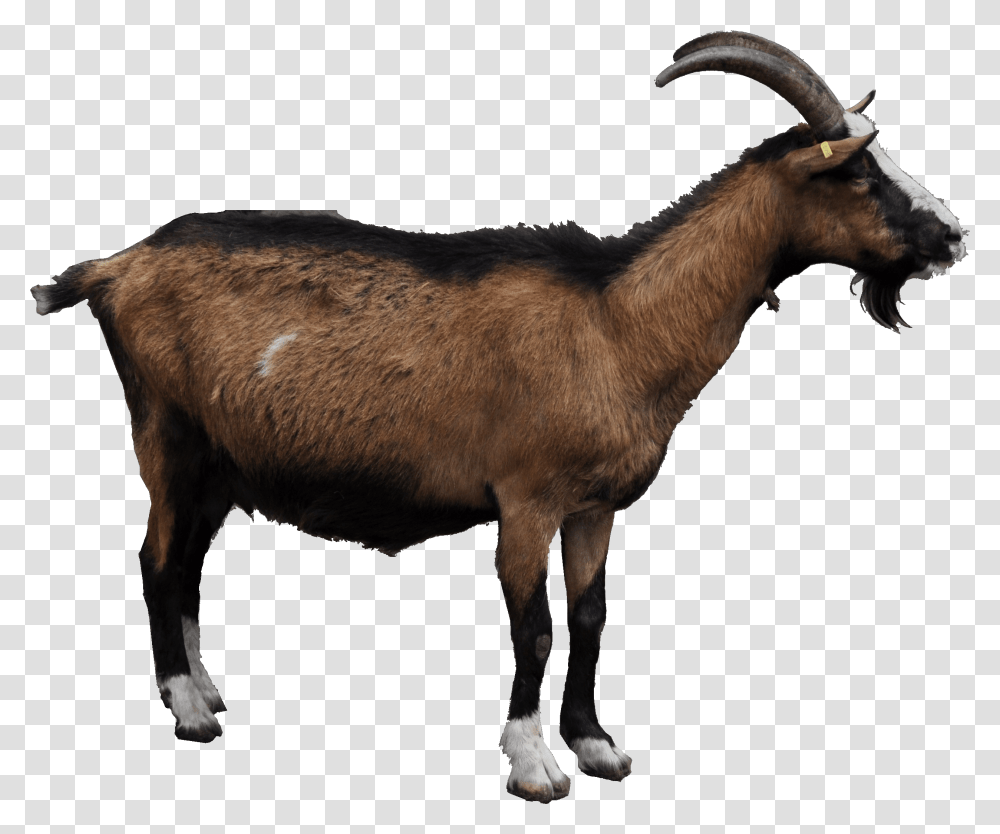 Goat Goat, Mammal, Animal, Antelope, Wildlife Transparent Png