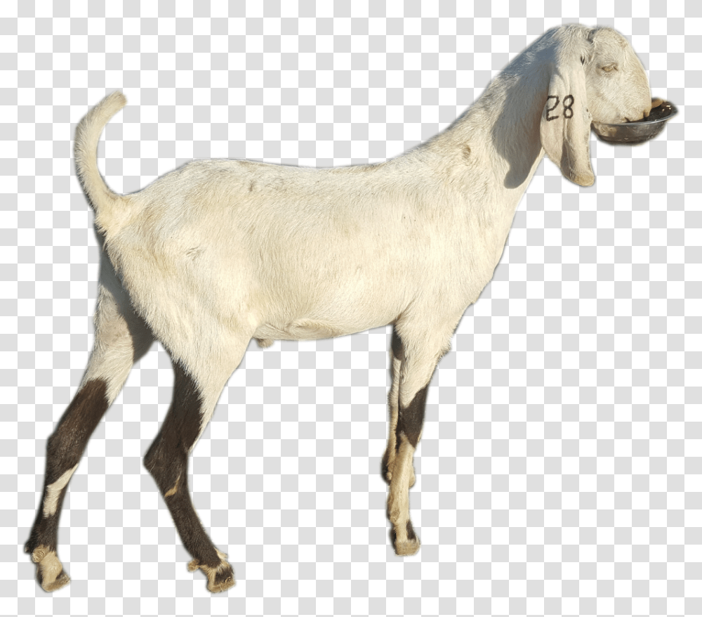 Goat Goat, Mammal, Animal, Horse, Antelope Transparent Png