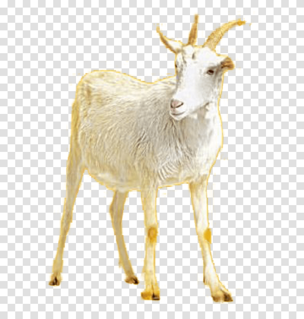 Goat Goat, Mammal, Animal, Wildlife, Mountain Goat Transparent Png