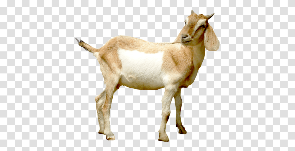 Goat Hd Goat Hd Images, Mammal, Animal, Antelope, Wildlife Transparent Png