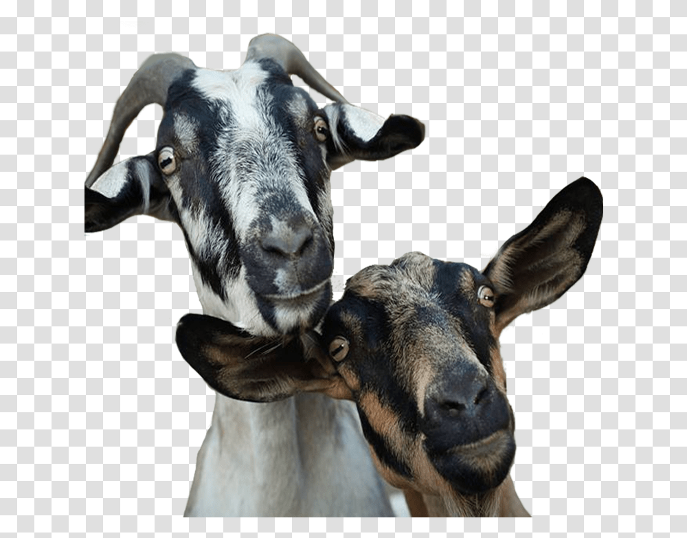Goat Head Goat Farm, Cow, Cattle, Mammal, Animal Transparent Png