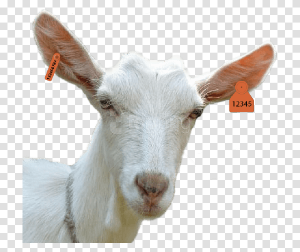 Goat Head, Mammal, Animal, Mountain Goat, Wildlife Transparent Png