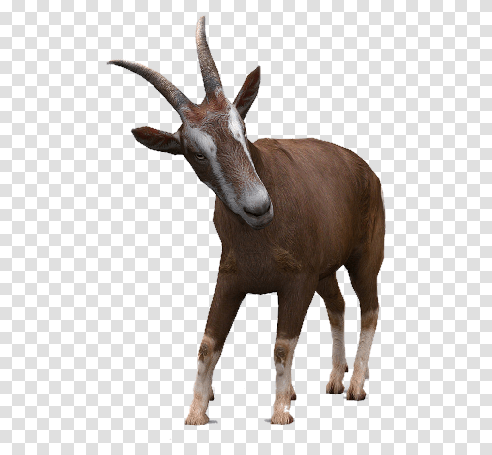 Goat Horns 3d Domestic Animal, Antelope, Wildlife, Mammal, Cow Transparent Png