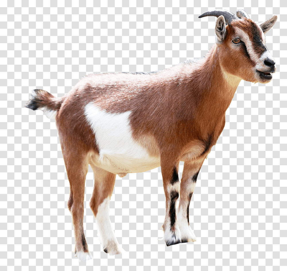 Goat Image Background Brown And White Goats, Mammal, Animal, Antelope, Wildlife Transparent Png