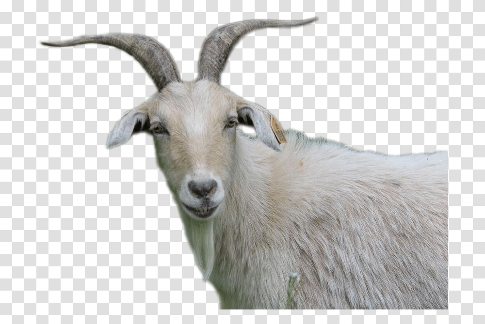 Goat Image Goat, Mammal, Animal, Sheep, Mountain Goat Transparent Png