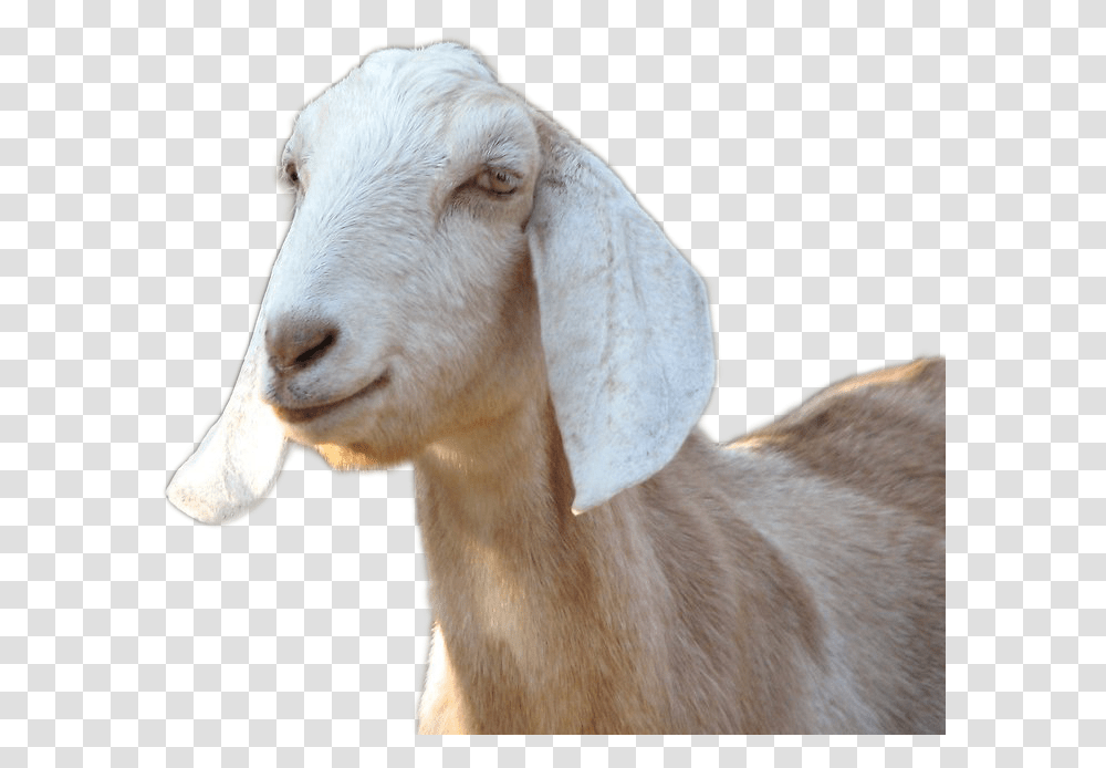 Goat Image Goats, Mammal, Animal, Mountain Goat, Wildlife Transparent Png