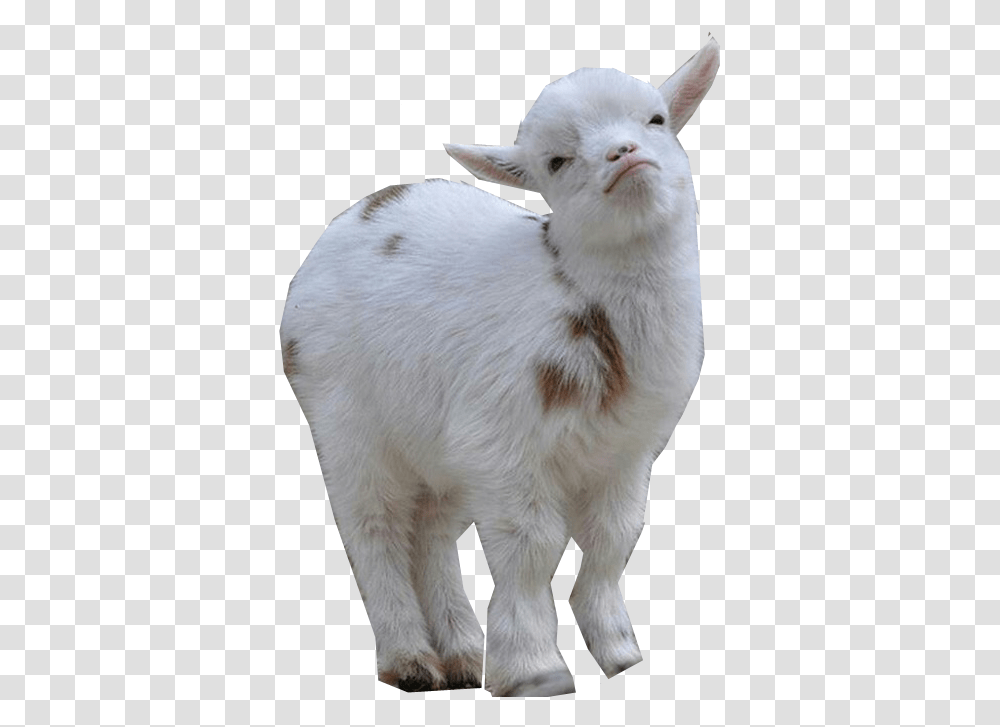 Goat Images Download Goats On Top Of Goats, Mammal, Animal, Mountain Goat, Wildlife Transparent Png