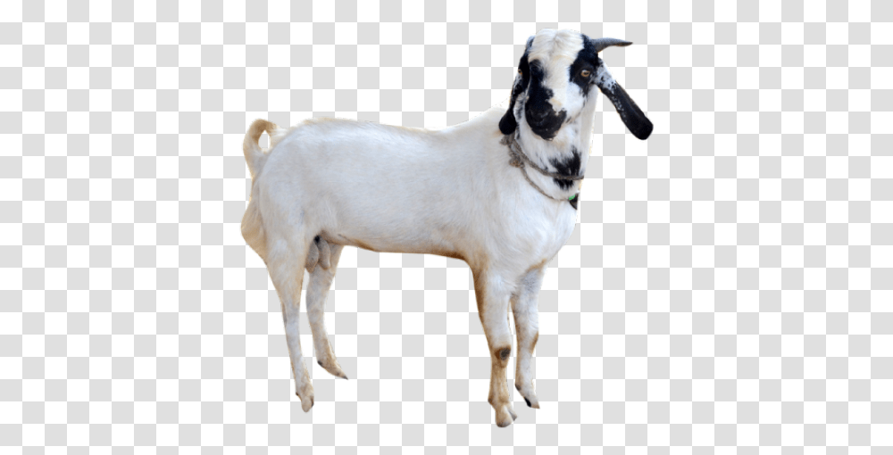 Goat Images Goat In, Mammal, Animal, Dog, Pet Transparent Png
