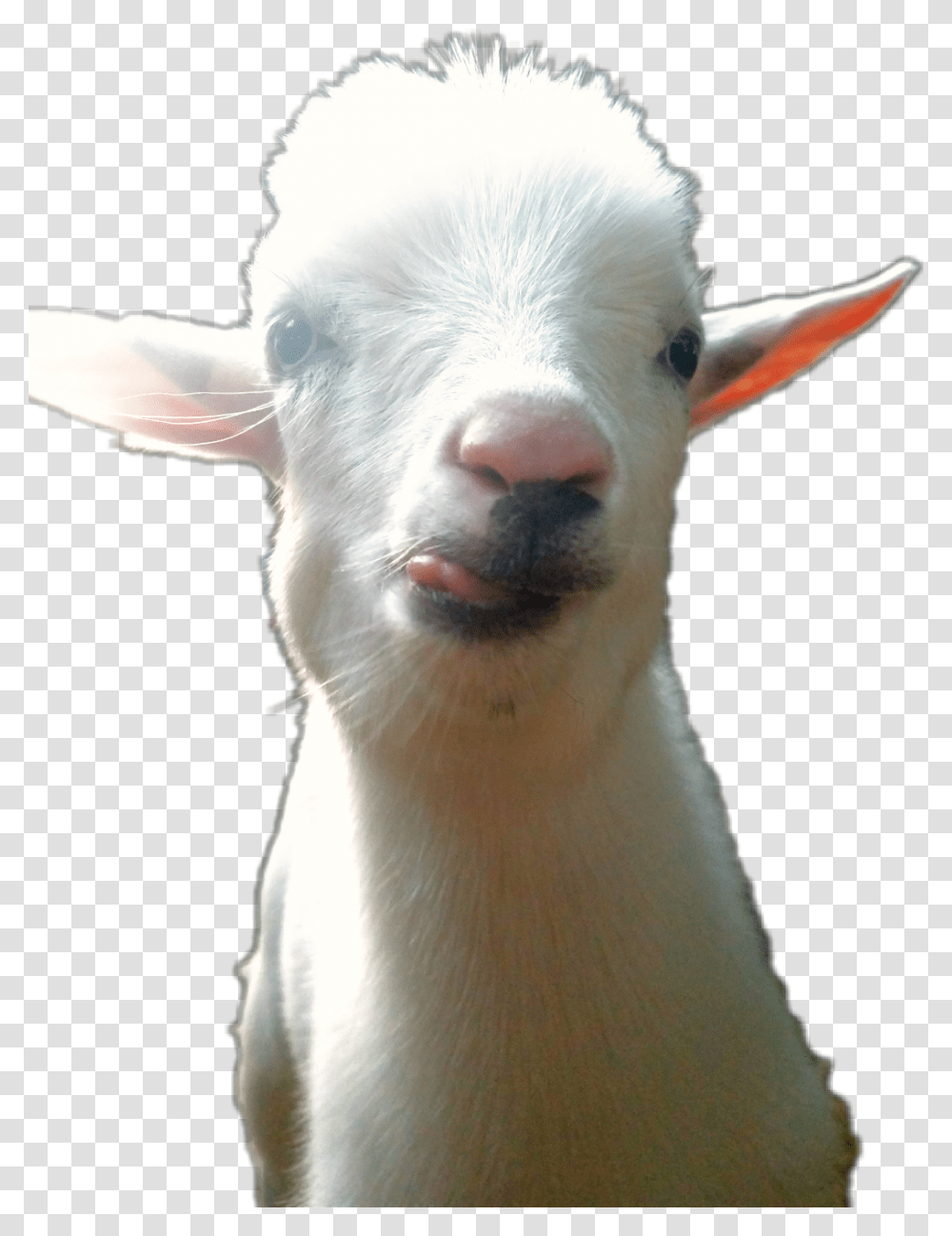 Goat, Mammal, Animal, Dog, Pet Transparent Png