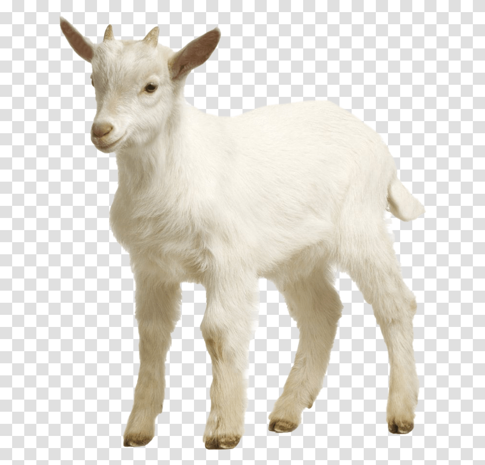 Goat, Mammal, Animal, Dog, Pet Transparent Png