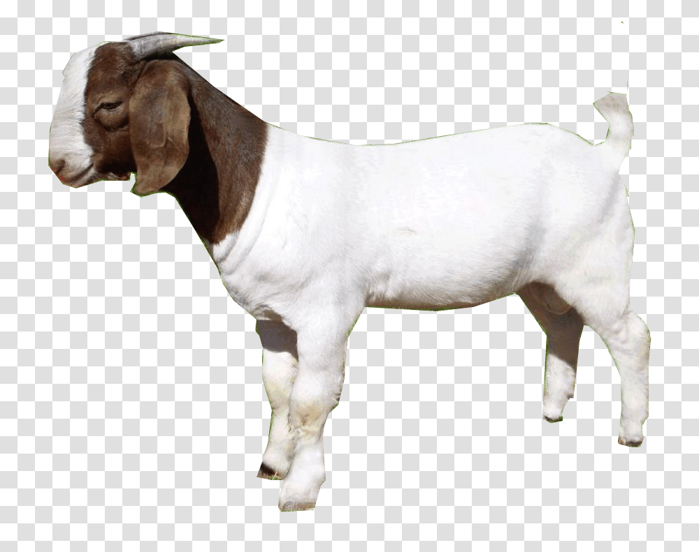 Goat, Mammal, Animal, Dog, Pet Transparent Png