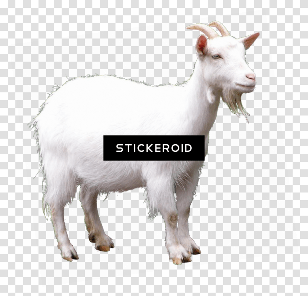 Goat, Mammal, Animal, Mountain Goat, Wildlife Transparent Png