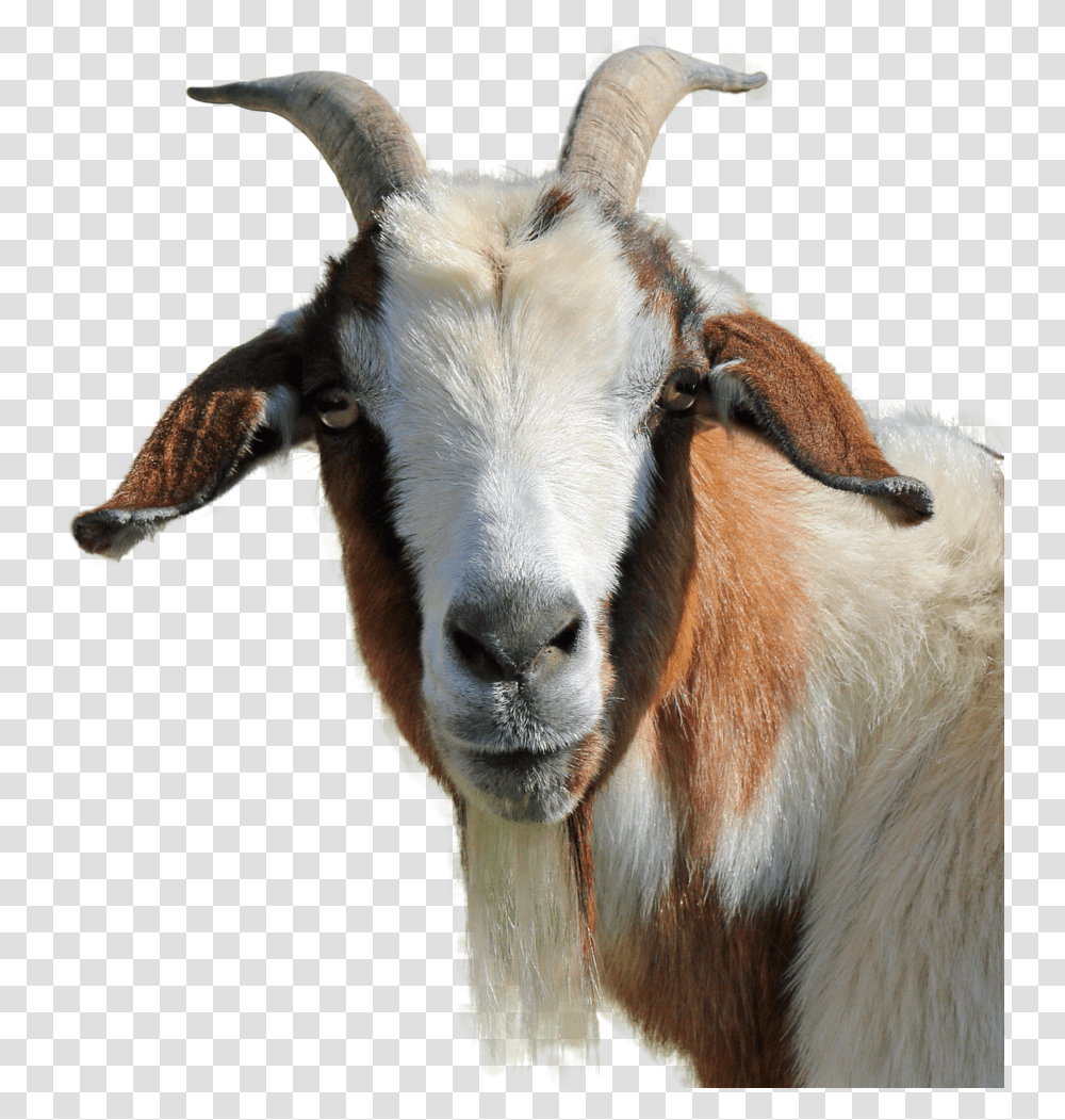 Goat No Back Image Goat, Mammal, Animal, Antelope, Wildlife Transparent Png
