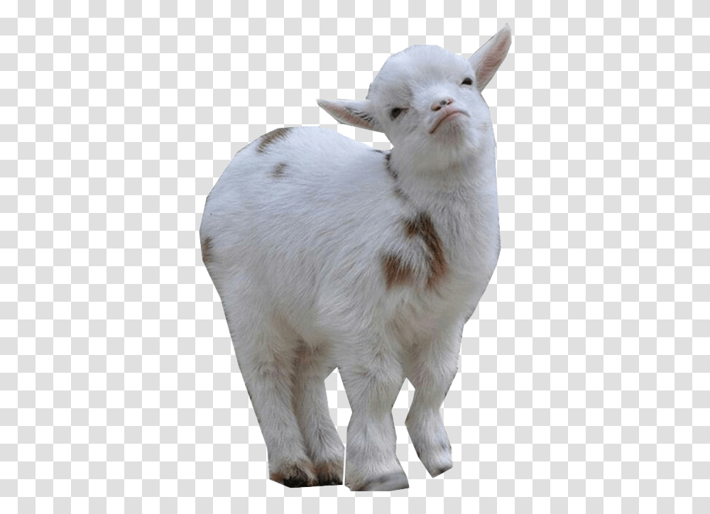 Goat Photo Background Baby Goat Background, Mammal, Animal, Pet, Mountain Goat Transparent Png