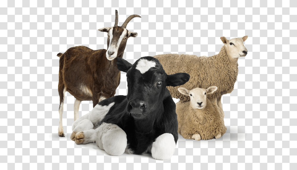 Goat Photo White Background, Sheep, Mammal, Animal, Cow Transparent Png