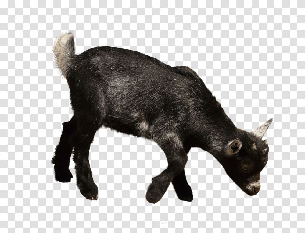 Goat, Pig, Mammal, Animal, Mountain Goat Transparent Png