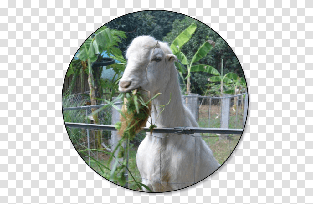 Goat Price In Philippines, Mammal, Animal, Mountain Goat, Wildlife Transparent Png