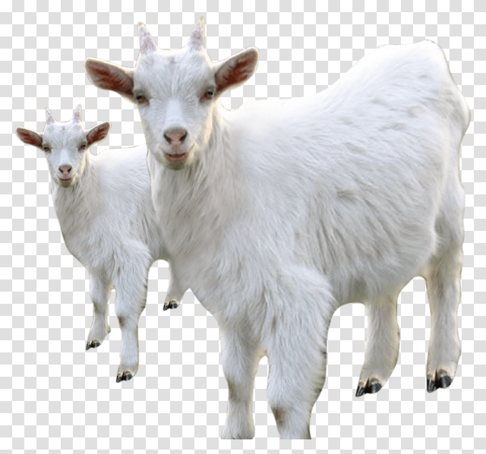 Goat Sheep Milk Livestock White Goat, Mammal, Animal, Mountain Goat, Wildlife Transparent Png