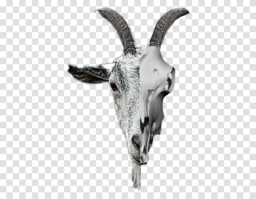 Goat Skull Freetoedit Scskulls Skulls, Mammal, Animal, Bird, Bull Transparent Png
