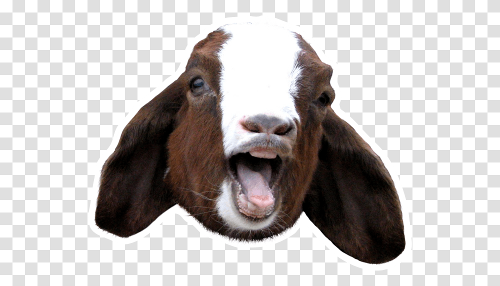 Goat Sound Board Screaming Goat Head, Mammal, Animal, Cow, Cattle Transparent Png
