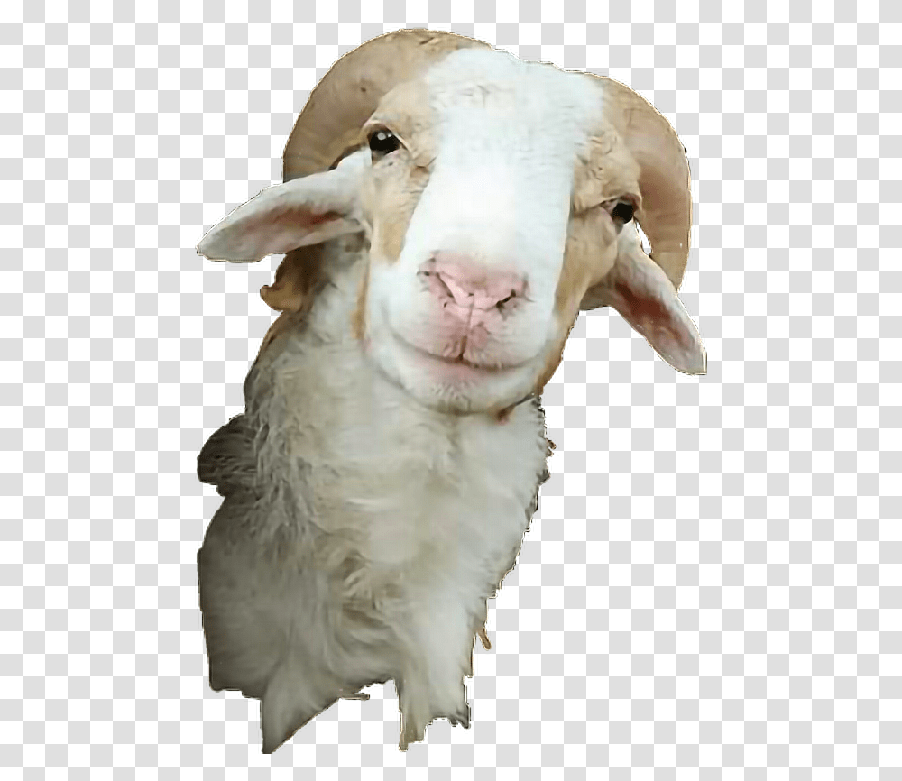 Goat Tumblr Cute Funny Kambing Fun Remix Tumbler Sticker Kambing, Animal, Mammal, Bird, Mountain Goat Transparent Png
