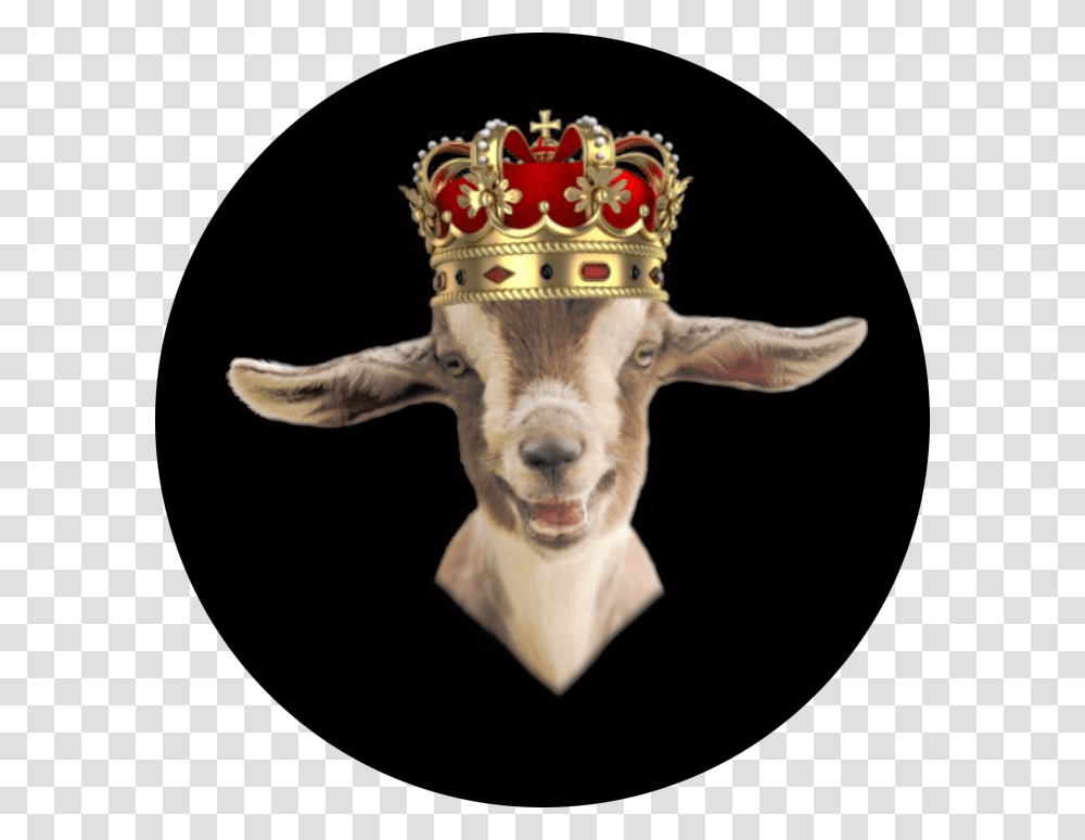 Goat With King Crown Animal Sloth Wearing Crown, Accessories, Accessory, Jewelry, Dog Transparent Png
