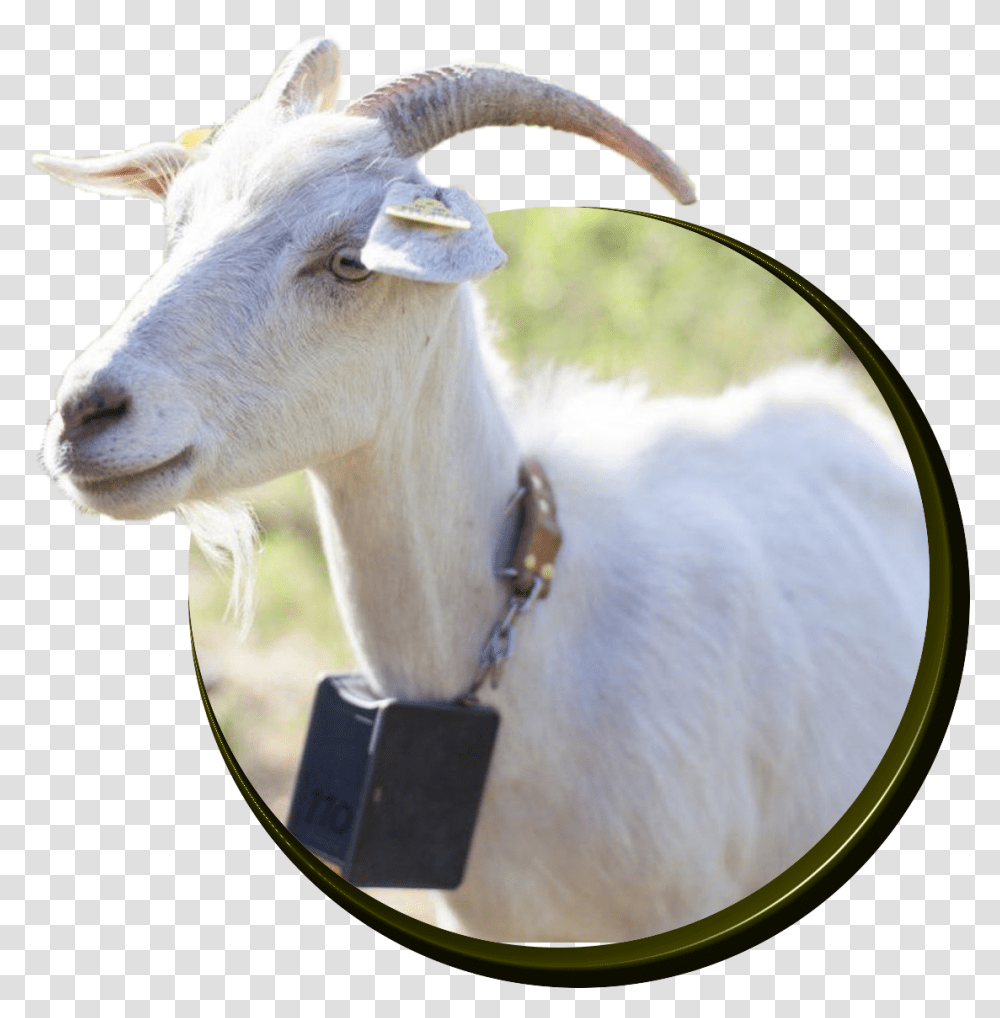 Goats Goat Animal, Mammal, Antelope, Wildlife, Cow Transparent Png