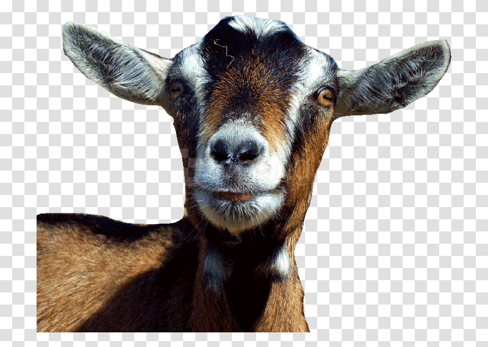 Goats Goat Head Background, Mammal, Animal, Dog, Pet Transparent Png