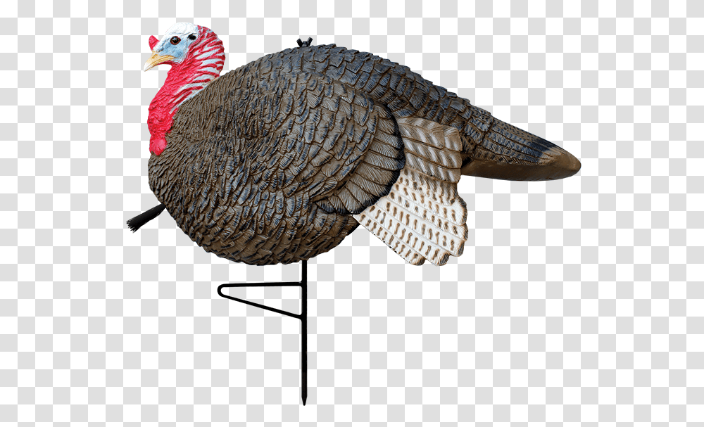 Gobbstopper Jake Pavo Macho Y Hembra, Turkey Bird, Poultry, Fowl, Animal Transparent Png