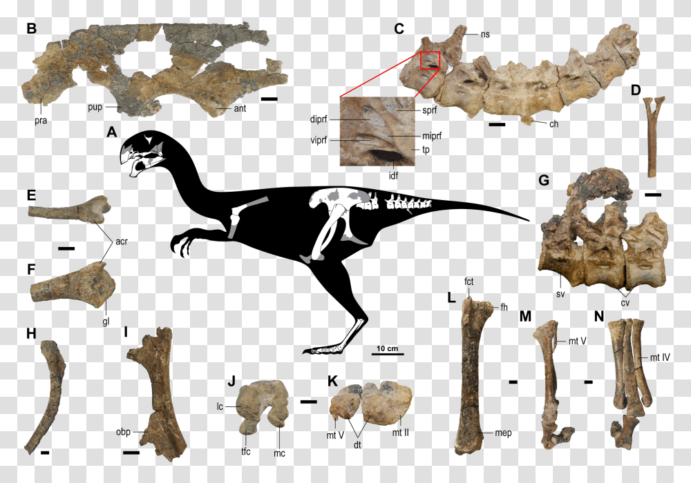 Gobiraptor Wikipedia Gobiraptor Minutus, Leaf, Plant, Animal, Mammal Transparent Png