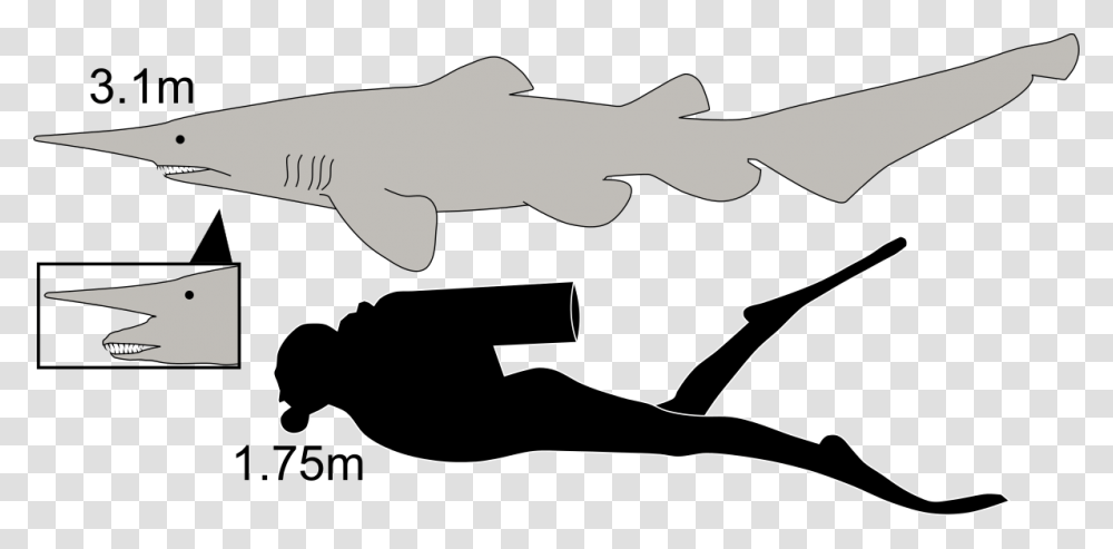 Goblin Shark Compared To Human, Animal, Mammal, Silhouette Transparent Png