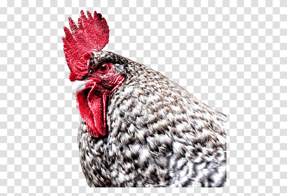 Gockel Hahn Hen Dangerous Farm Poultry Bird Rooster, Animal, Chicken, Fowl, Cock Bird Transparent Png