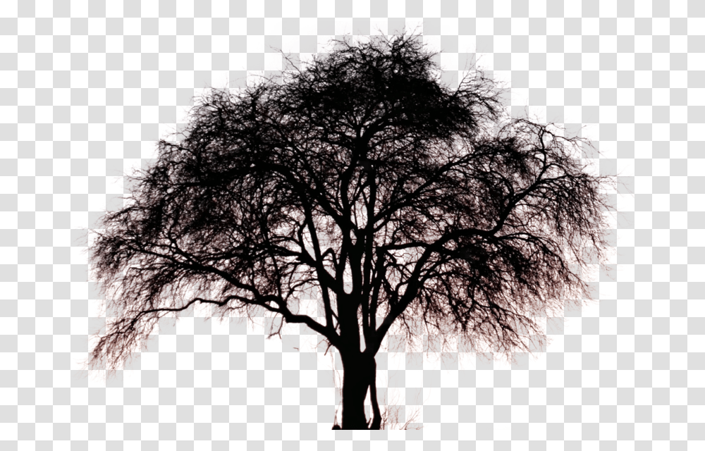 God Is Tree Of Life, Plant, Silhouette, Oak, Tree Trunk Transparent Png