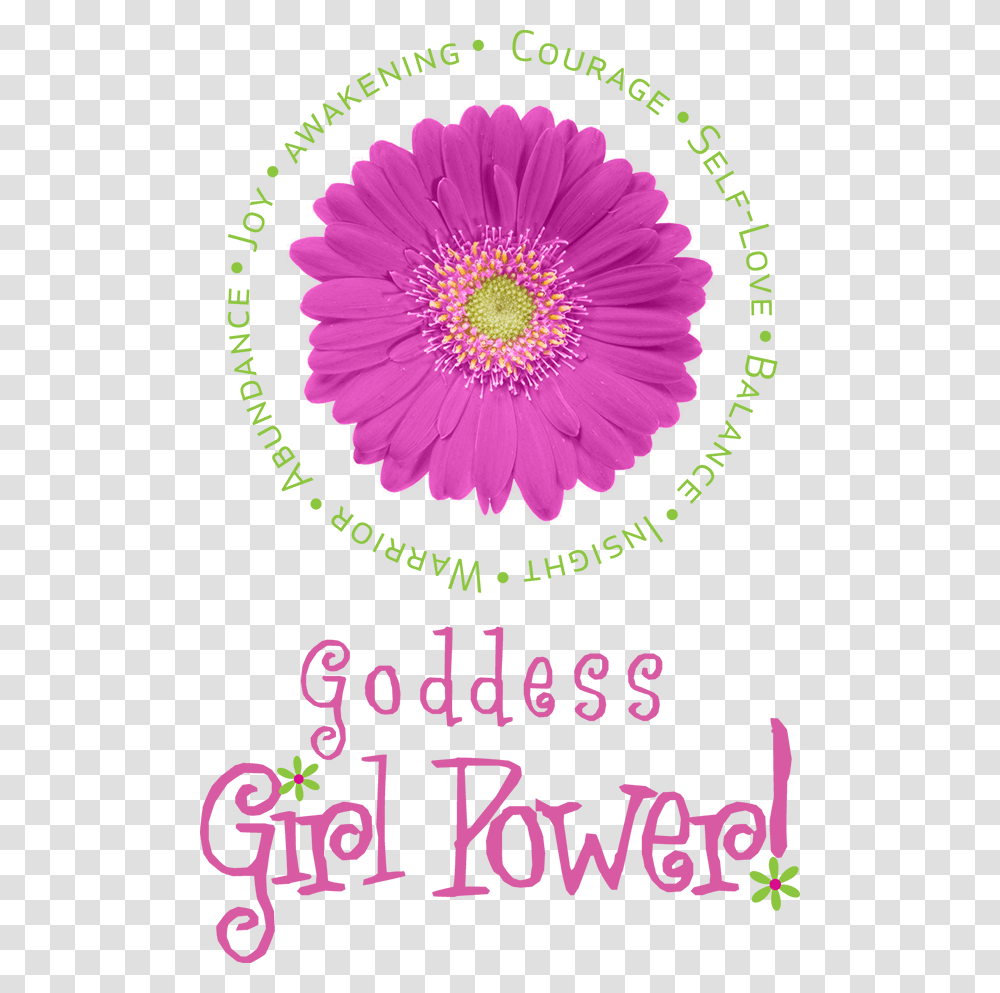 Goddess Girl Power Barberton Daisy, Plant, Flower, Daisies, Blossom Transparent Png