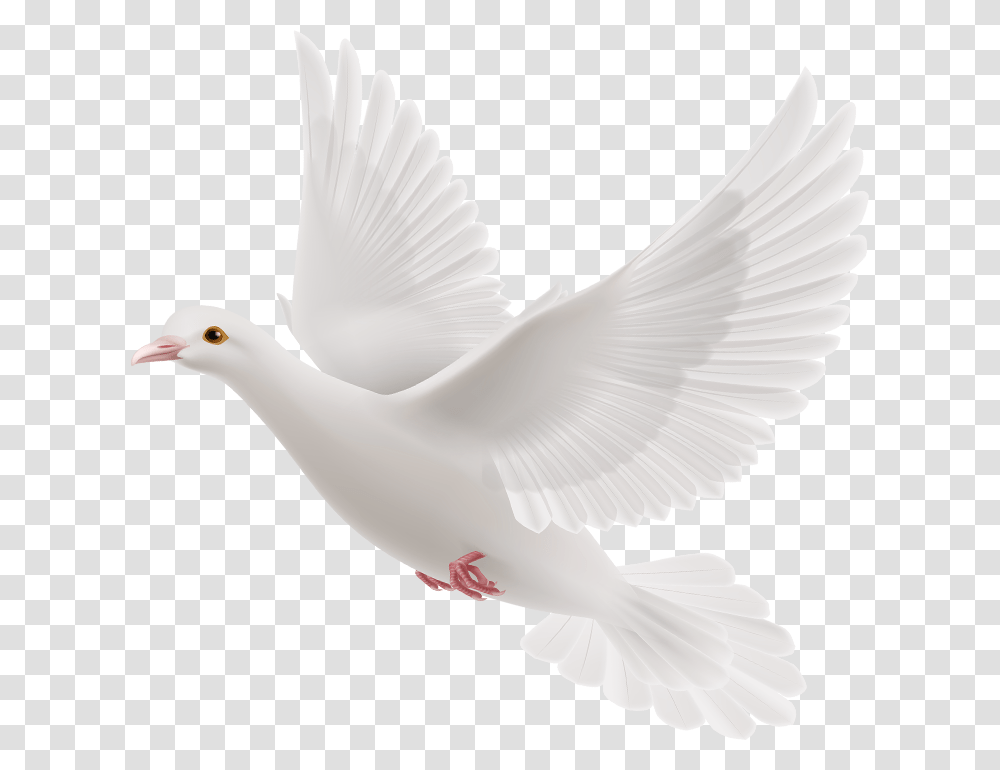 Gods Doves Pigeons For Picsart, Bird, Animal Transparent Png