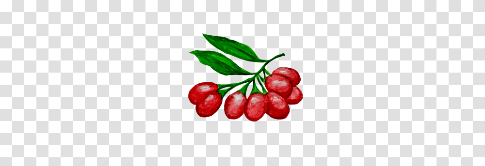 Goji Berries Image, Plant, Fruit, Food, Cherry Transparent Png