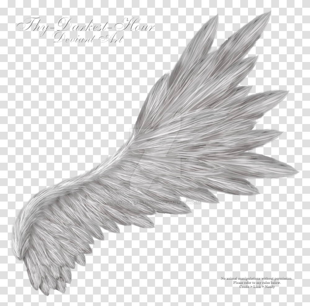 Gold Angel Wings, Bird, Animal, Flying, Eagle Transparent Png