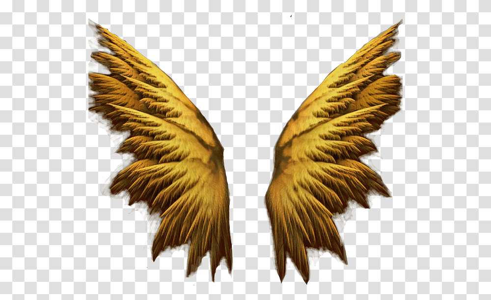 Gold Angel Wings Gold Angel Wings, Bird, Flare, Light Transparent Png