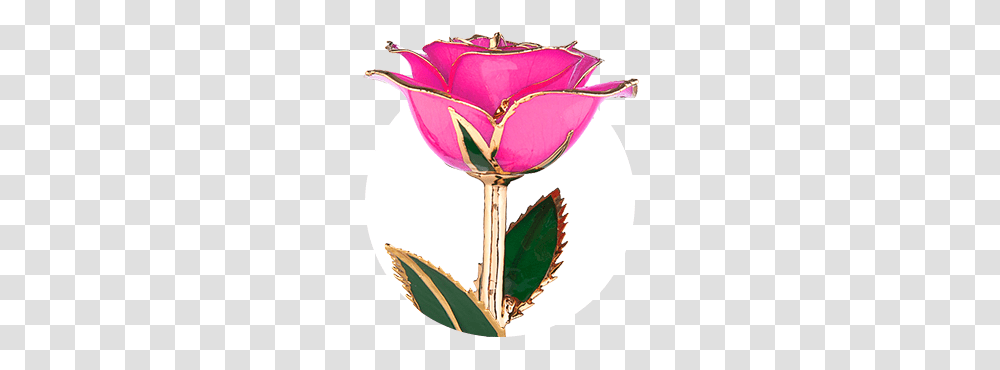 Gold Dipped Roses Real Roses Made To Last A Lifetime Steven, Glass, Goblet, Plant, Alcohol Transparent Png