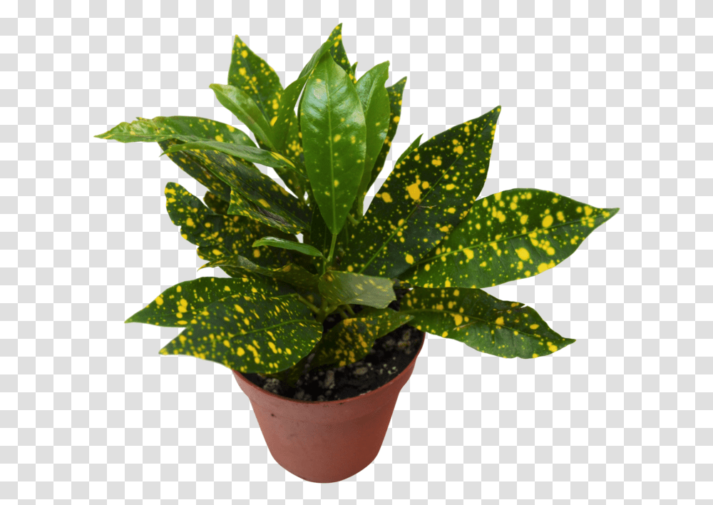 Gold Dust Garden Croton, Leaf, Plant, Aloe Transparent Png