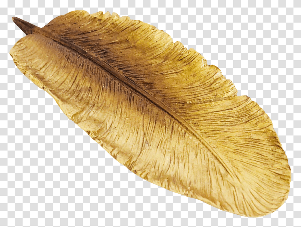 Gold Feather Oval, Leaf, Plant, Fungus, Fossil Transparent Png