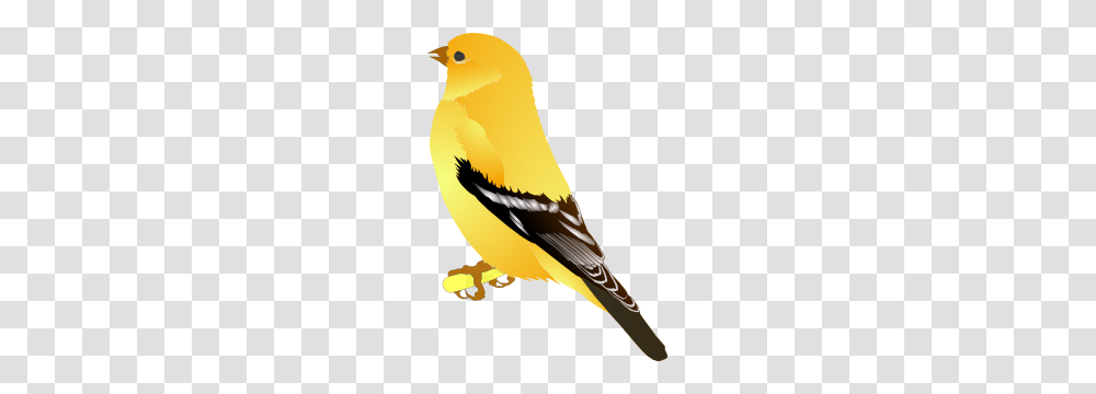 Gold Finch Clip Art, Bird, Animal, Canary Transparent Png