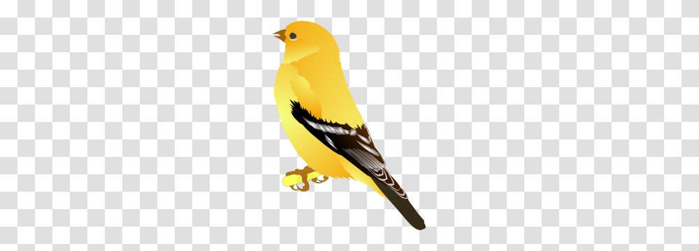 Gold Finch Clip Art Free Vector, Bird, Animal, Canary Transparent Png