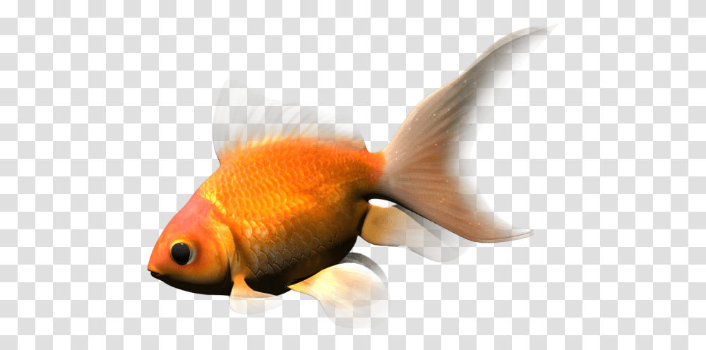 Gold Fish 3d Model Cgstudio Goldfish, Animal, Bird Transparent Png