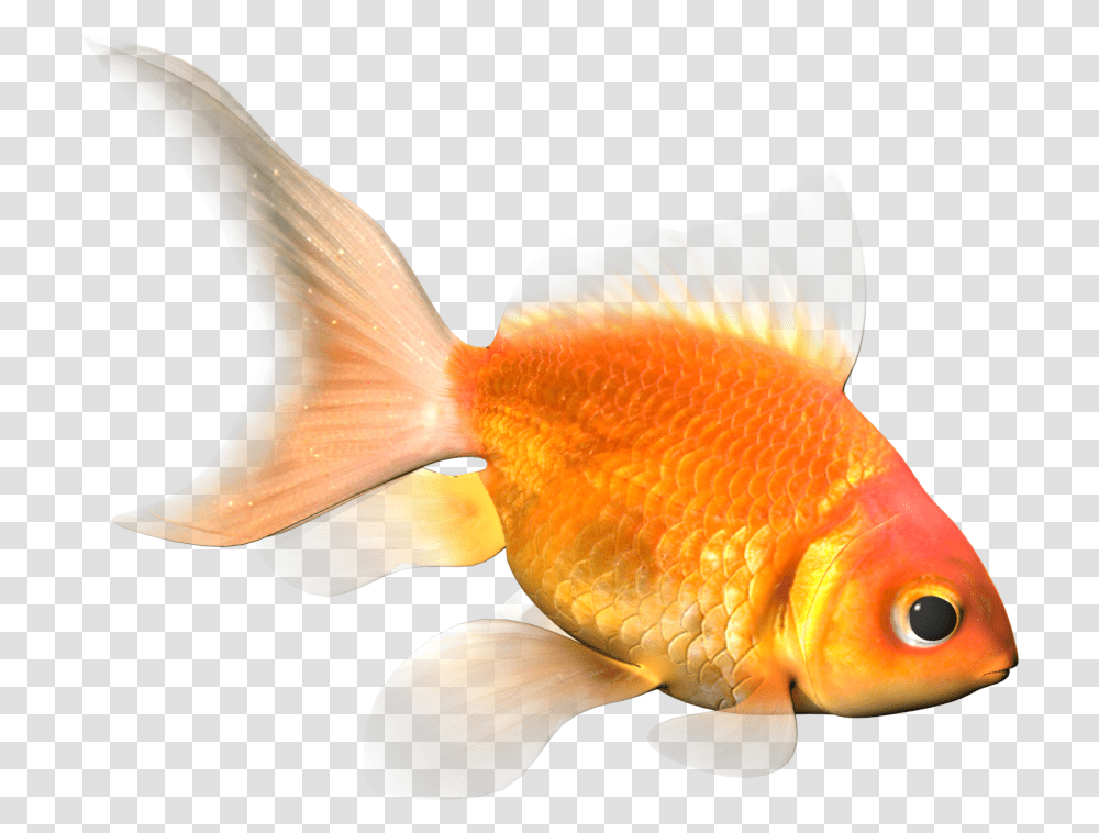 Gold Fish 3d Model Cgstudio Goldfish, Animal Transparent Png